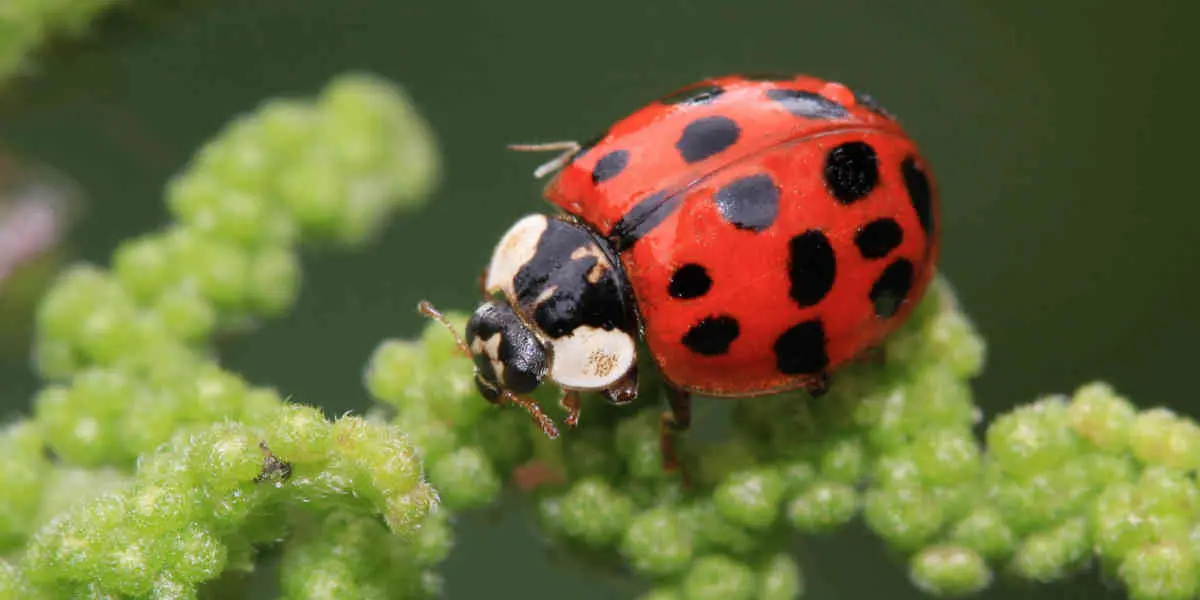Marienkäfer asiatischer Harmonia axyridis - Votre Actualité au Quotidien L'Angleterre fait face à une invasion de coccinelles