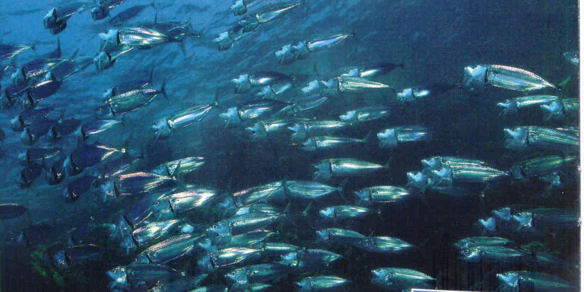 Une ONG alerte sur le manque de maquereaux à cause de la surpêche