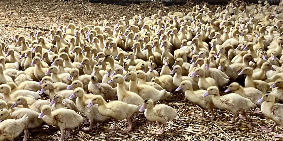 Grippe aviaire : 24 000 canards vont être abattus en Dordogne