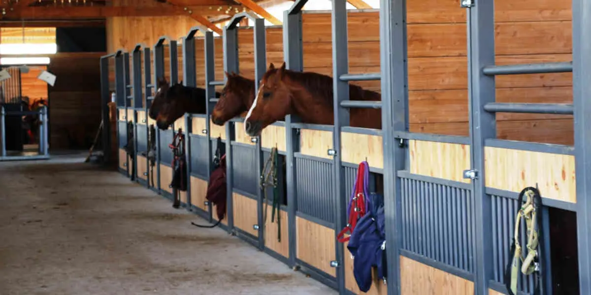 Selon une étude les chevaux sentent l'odeur de la peur chez les humains