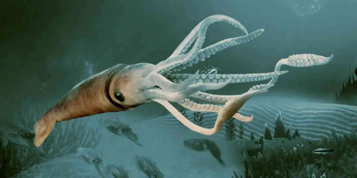 Des biologistes découvrent un calamar inconnu