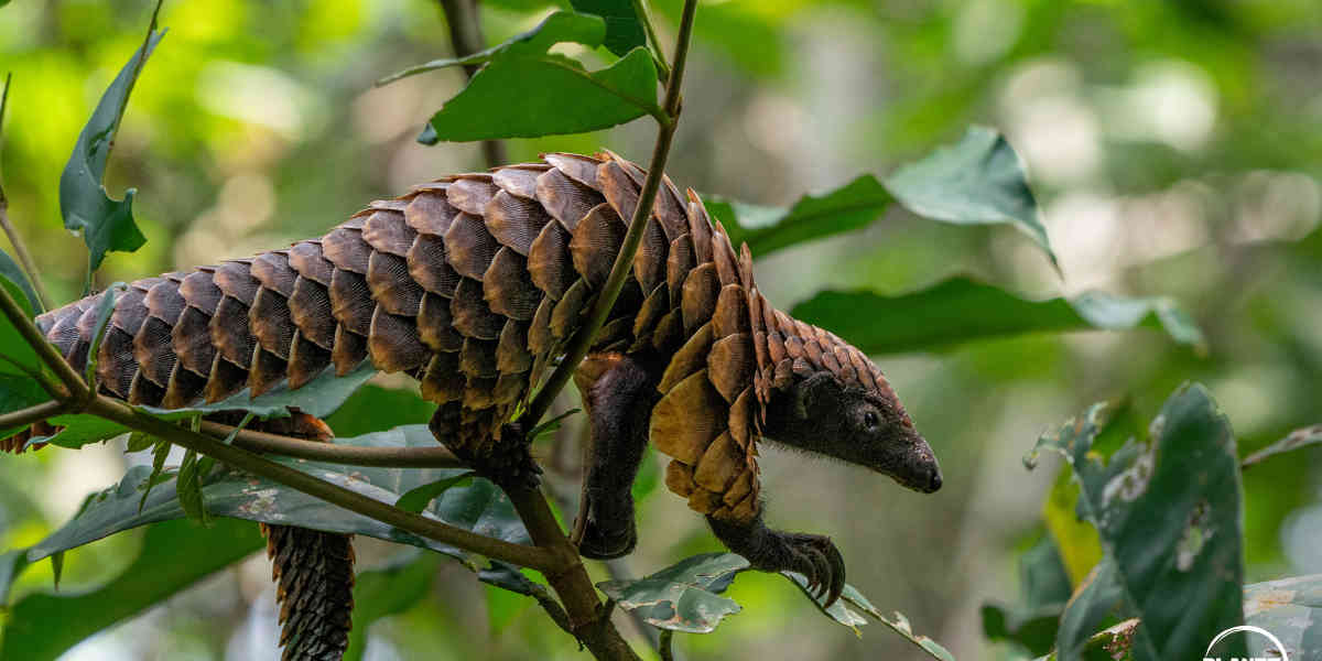 Le Pangolin est gravement menacé d’extinction car victime d’un trafic mondial incontrôlé