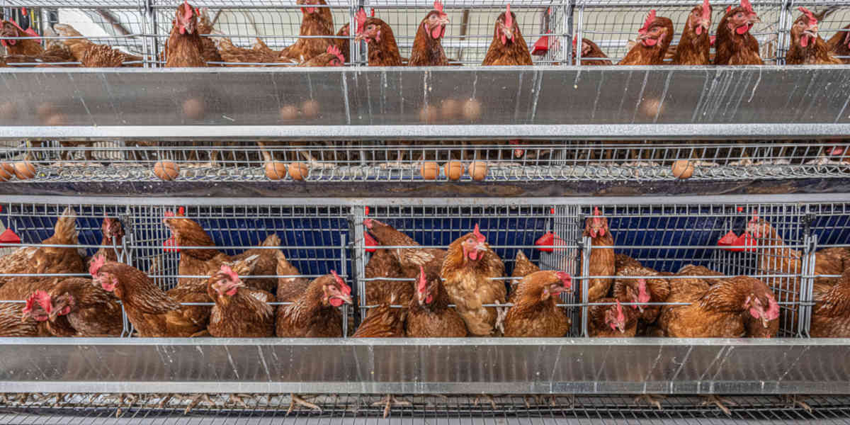 Plus de 70% des supermarchés continuent de commercialiser des œufs provenant de poules élevées en batterie