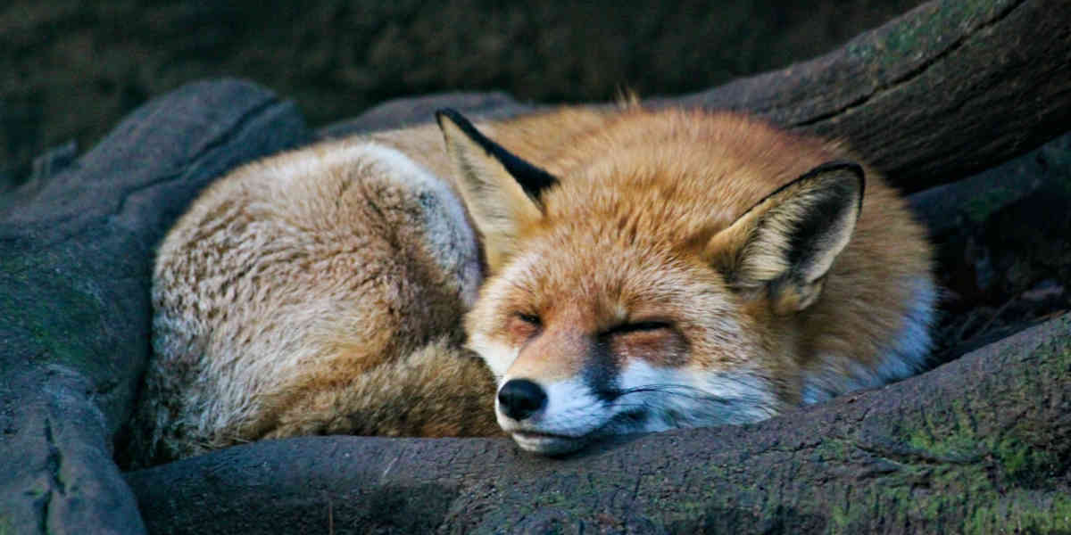 Le renard, est un opportuniste, si c'est bien clos, il n'ira pas