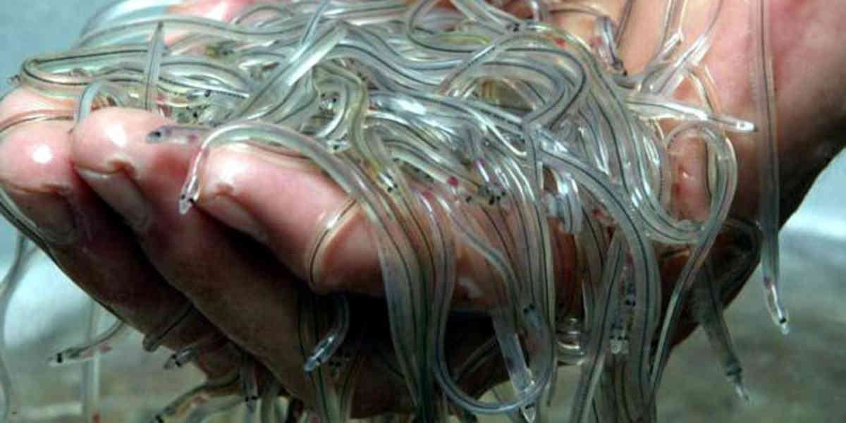 Un trafic de civelles démantelé dans la région nantaise