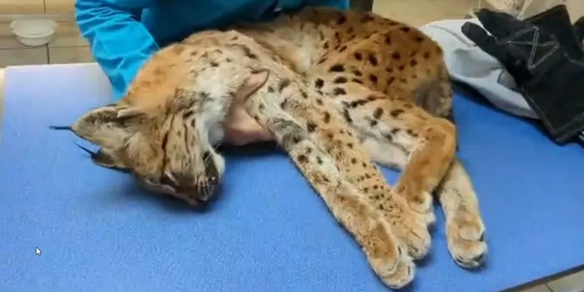 Une lynxesse est morte après avoir été caillassée dans l'Ain