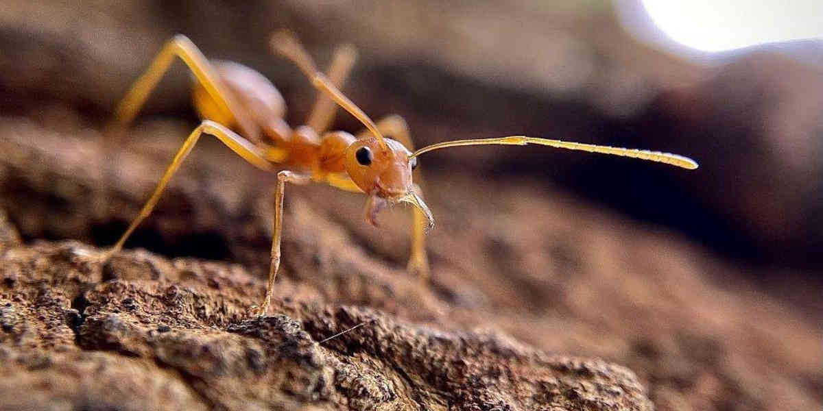 Comment les autorités tentent de combattre la fourmi électrique
