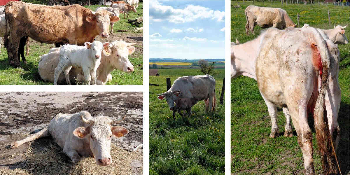 315 bovins saisis dans une exploitation en Moselle par l'OABA