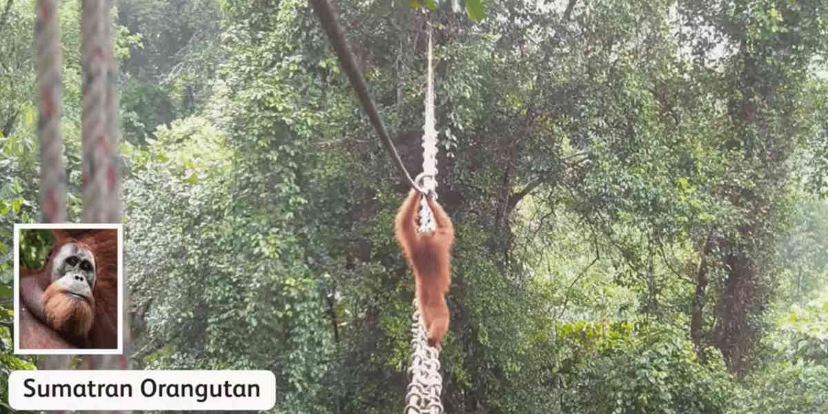 Un orang-outan utilise pour la première fois une passerelle spécialement conçue