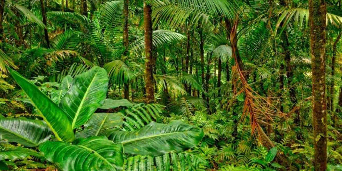 La destruction des forêts tropicales ralentit