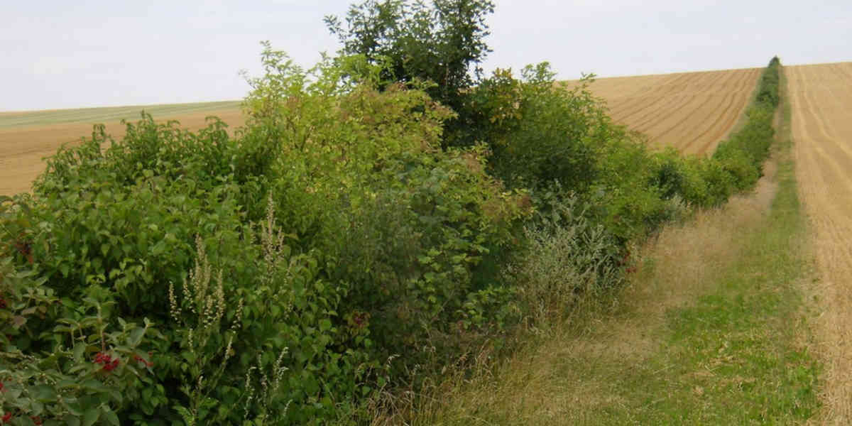 Les paysages de nos campagnes ont changé