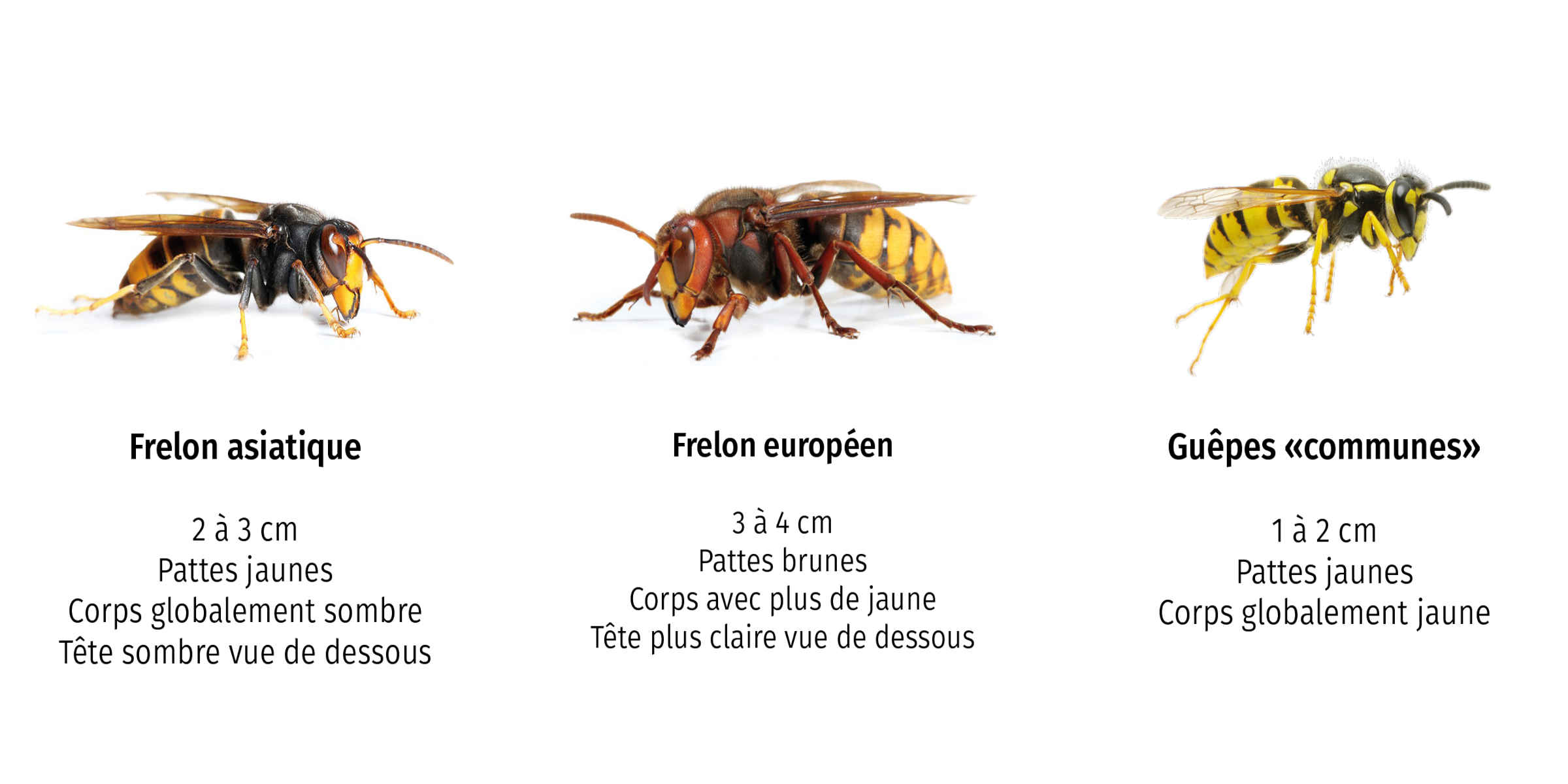 Frelon asiatique : une aide exceptionnel de 3 millions d'euros