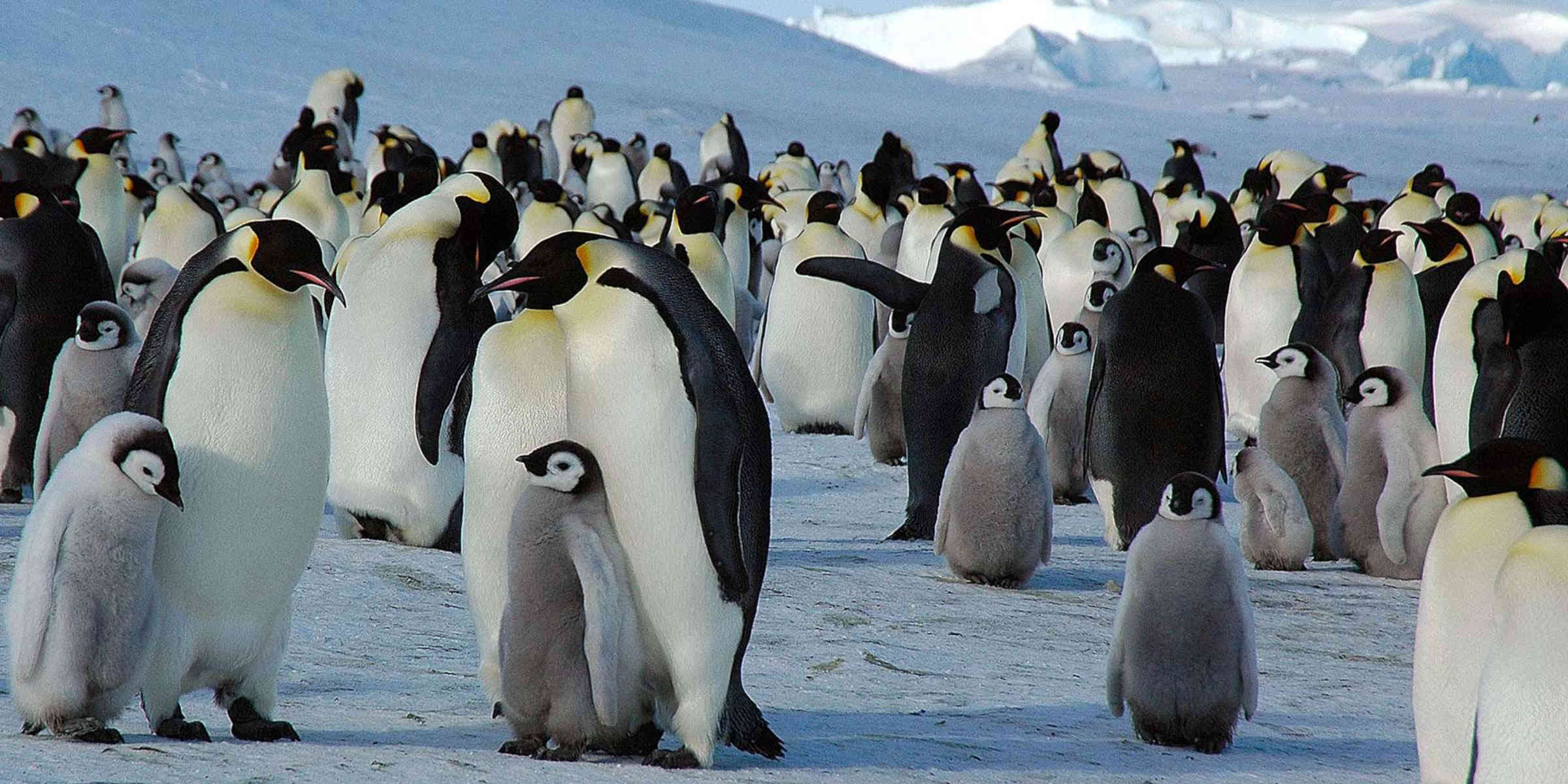 Le manchot empereur et l'otarie de Kerguelen sont classés officiellement comme espèces 