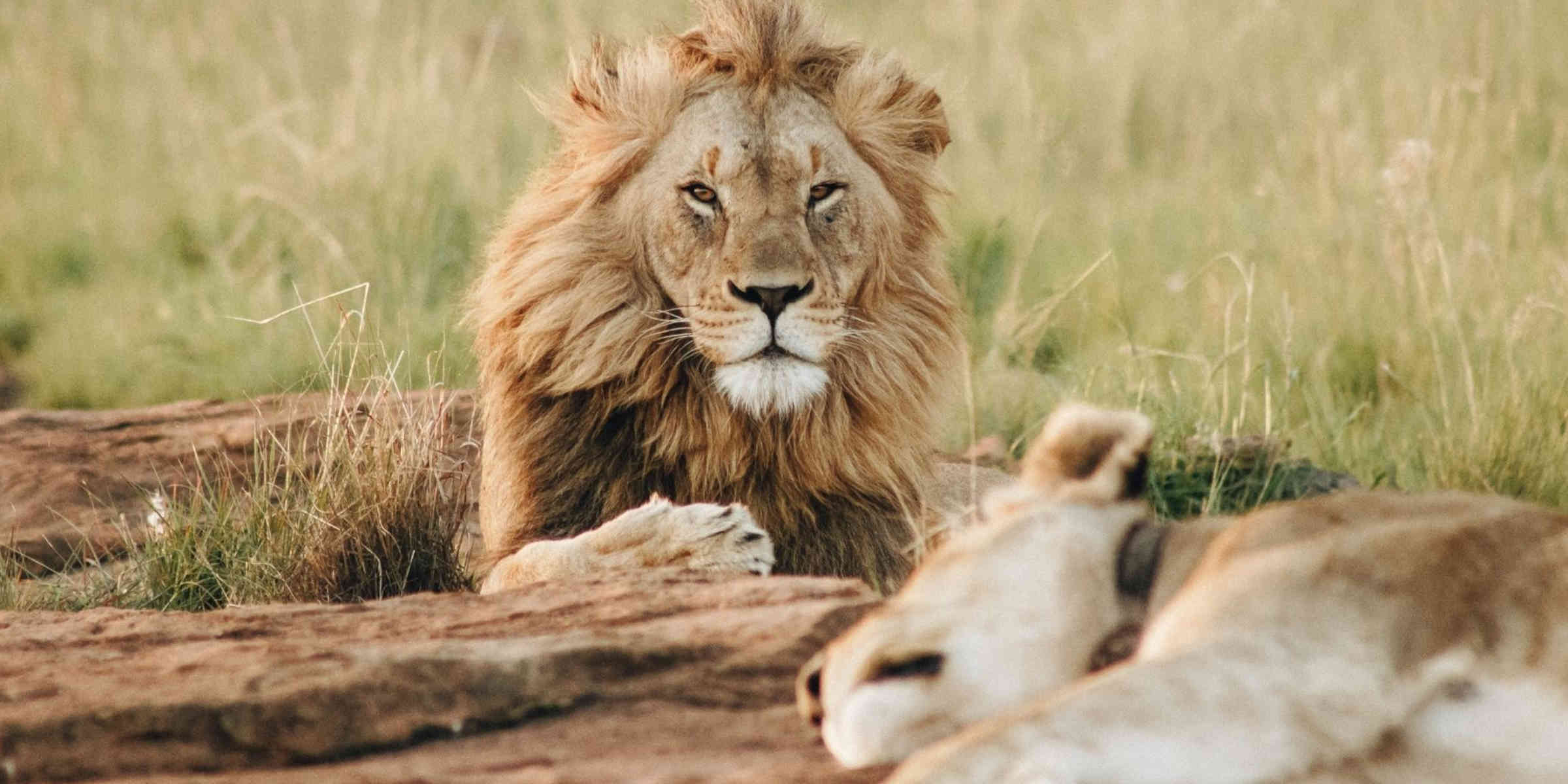 Lion-lionne-asie - Votre Actualité au Quotidien En Inde, la mort de huit lionceaux suscite l'inquiétude