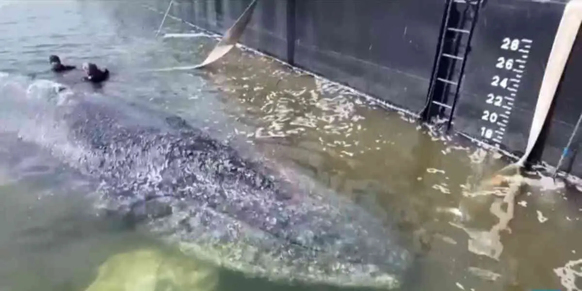 Une baleine à bosse qui était échouée depuis plusieurs semaines a été remise en liberté dans la mer du Nord