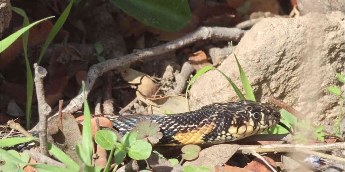 À Ibiza, des serpents nageurs