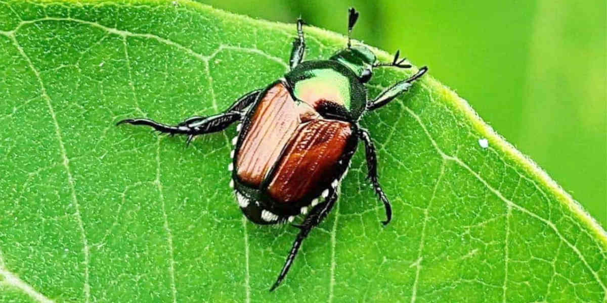 La percée du scarabée japonais inquiète les autorités françaises