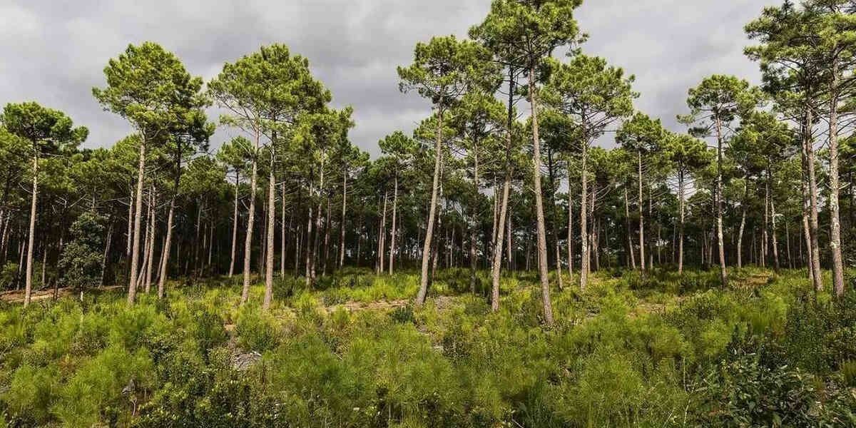 En Gironde et dans les Landes, la monoculture de pins maritimes est un facteur de risque d'incendie