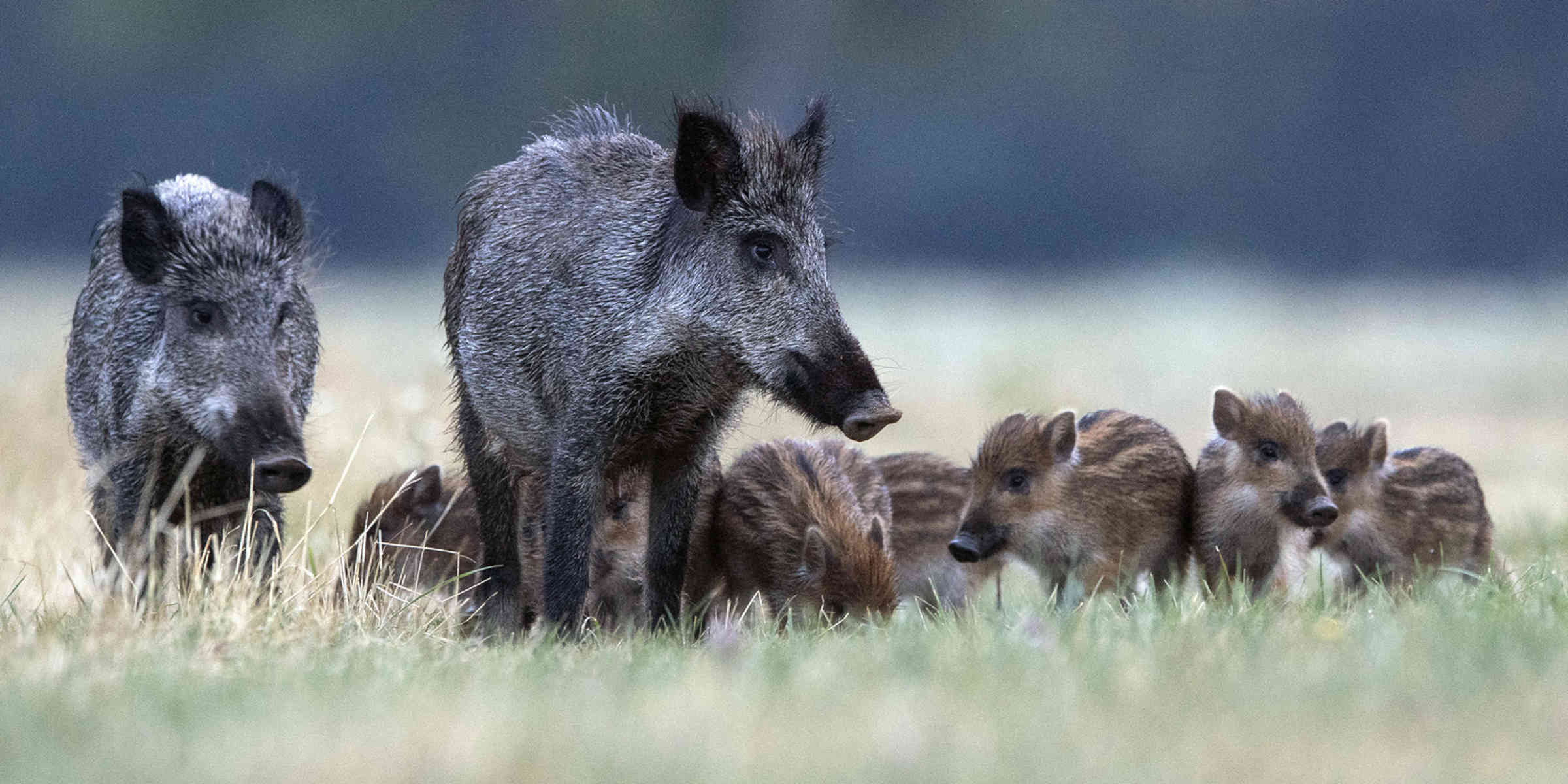 La justice dit non à la chasse