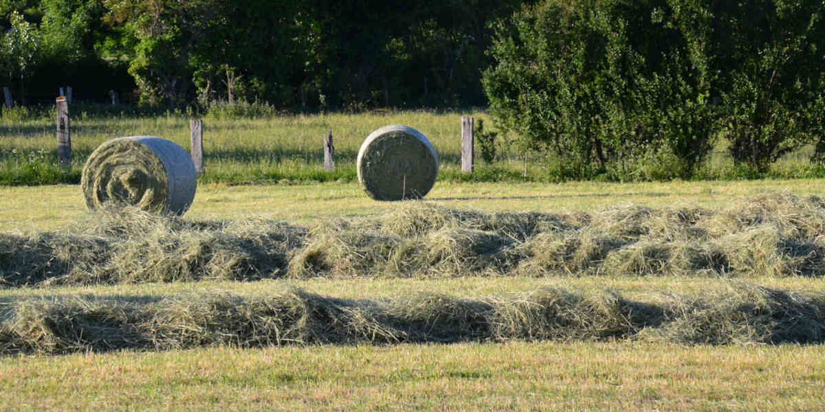 Le prix du foin explose et inquiète les éleveurs