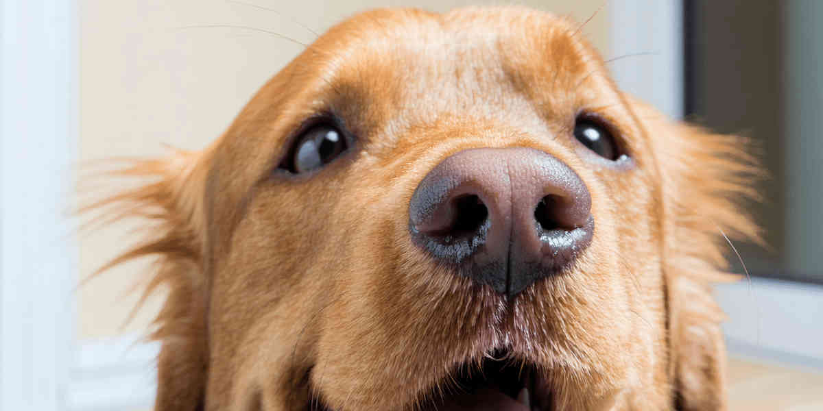 Désormais, il est possible d'identifier les chiens grâce à leur truffe