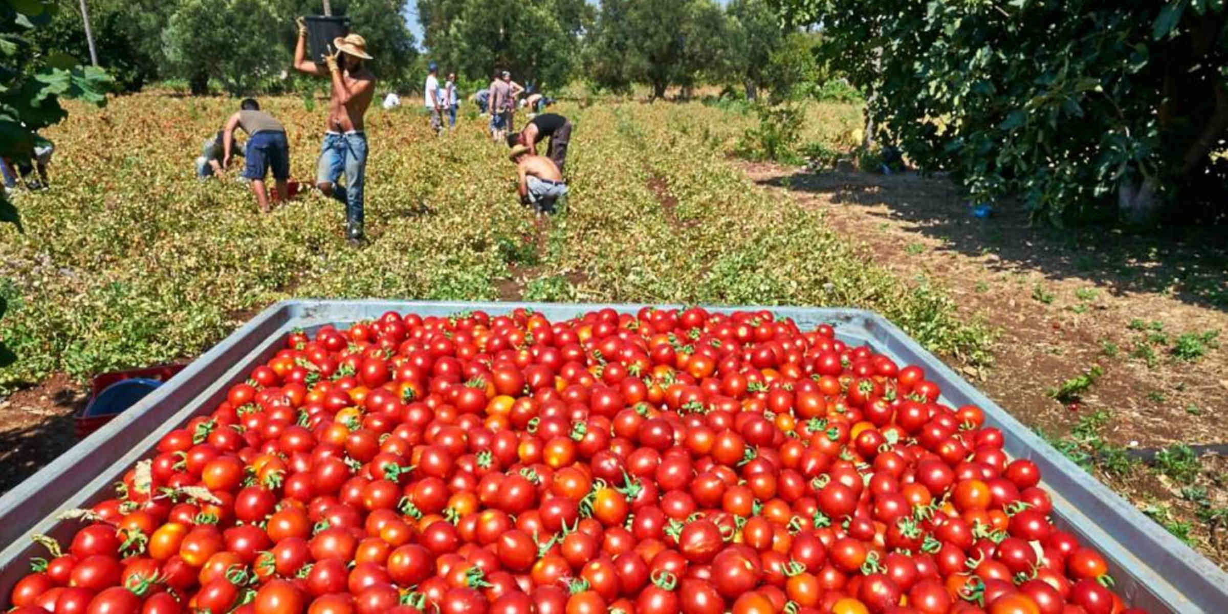 En Italie, la mafia de la tomate