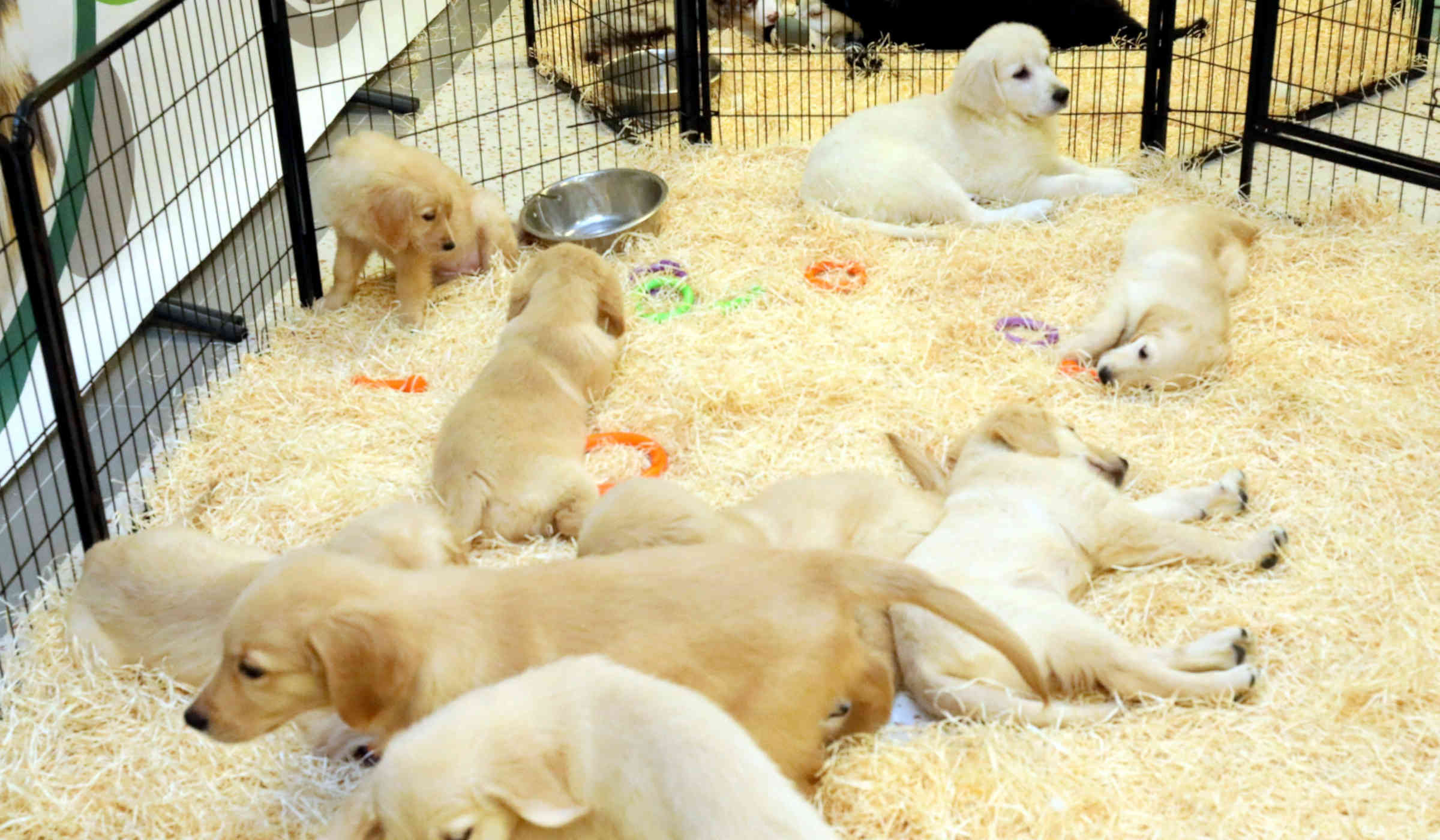 Certaines animaleries vendent toujours des chats et des chiots malgré l'interdiction