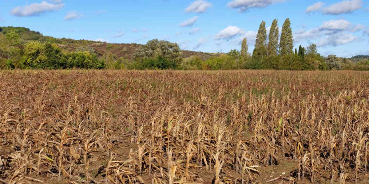 Après la sécheresse 