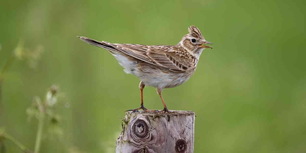 Un retour de la chasse aux alouettes avec des filets dans le Sud-Ouest