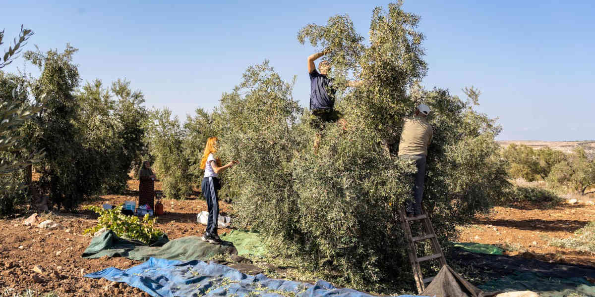 Palestine-Cisjordanie-recolte-olives - Votre Actualité au Quotidien En Cisjordanie occupée,